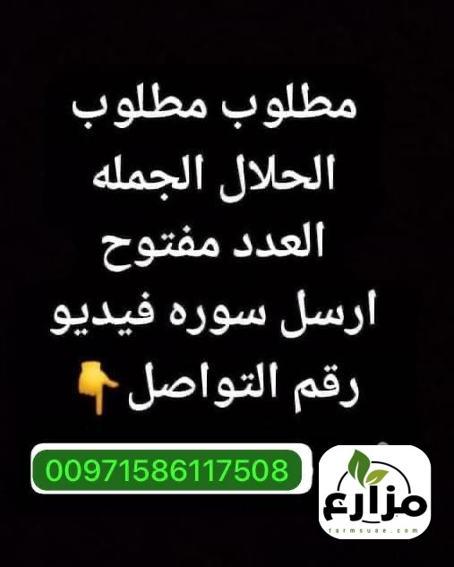 مطلوب اغنام
