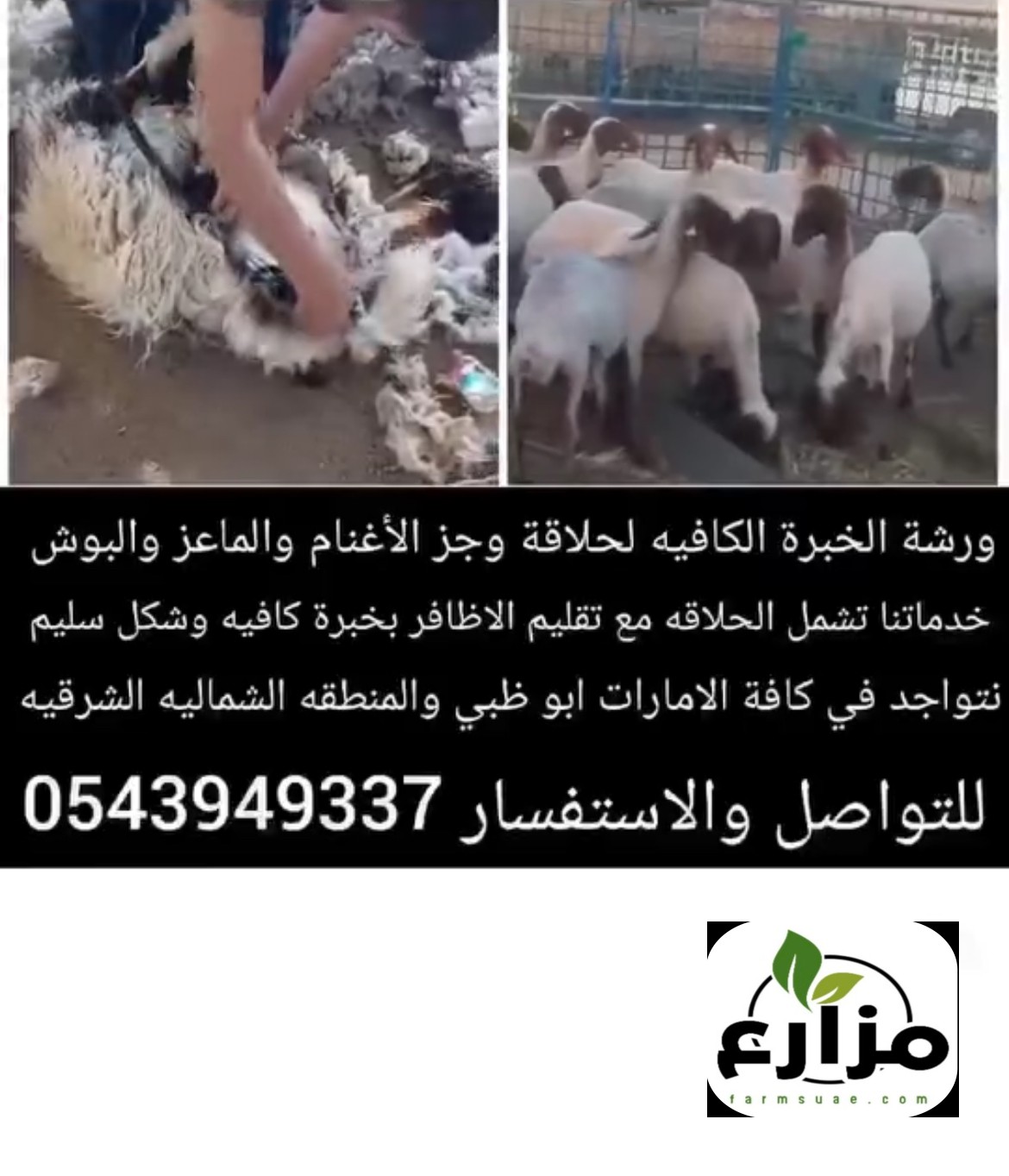 حلاقة الحلال