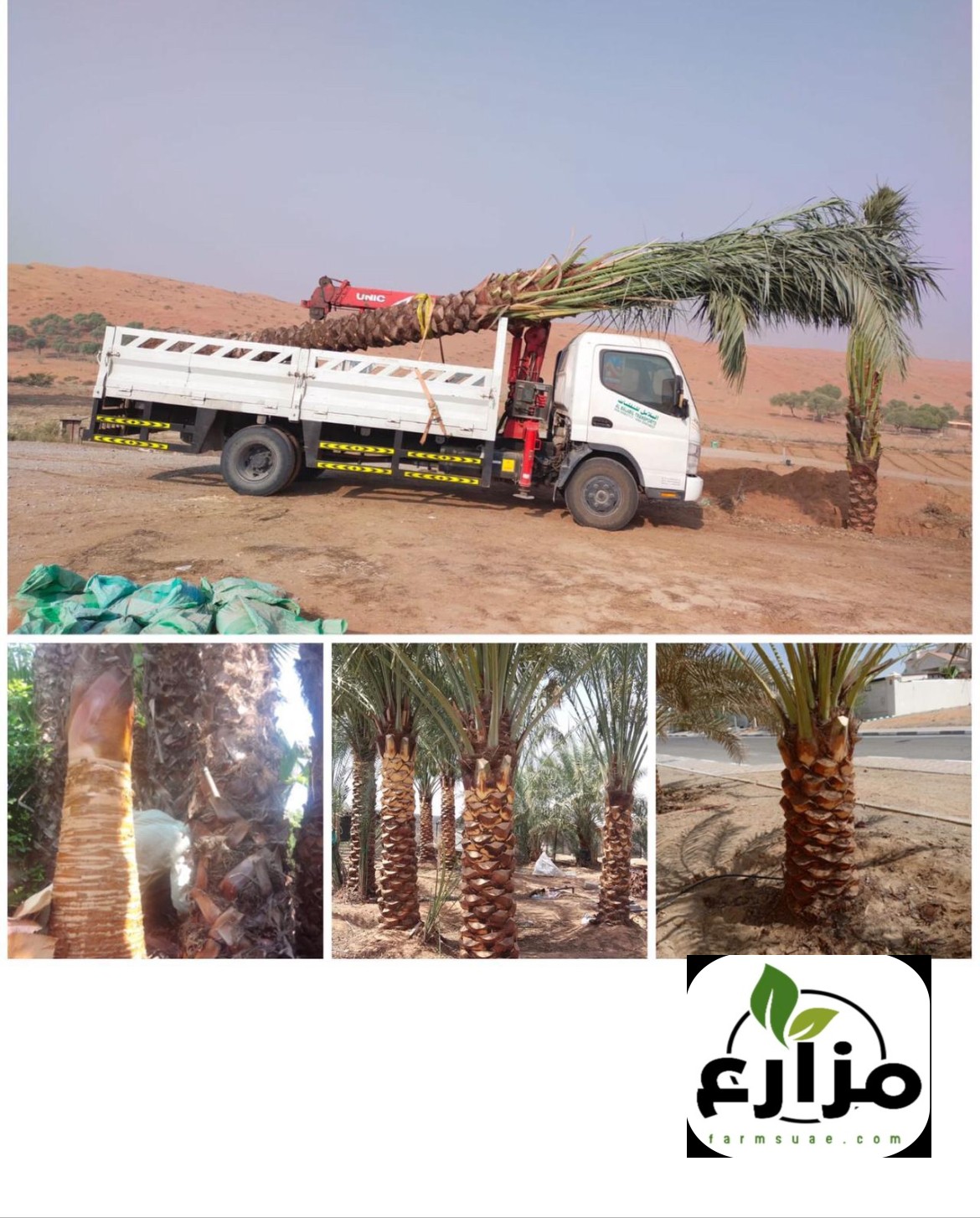 خدمات خرافة وجلع النخيل والاشجار