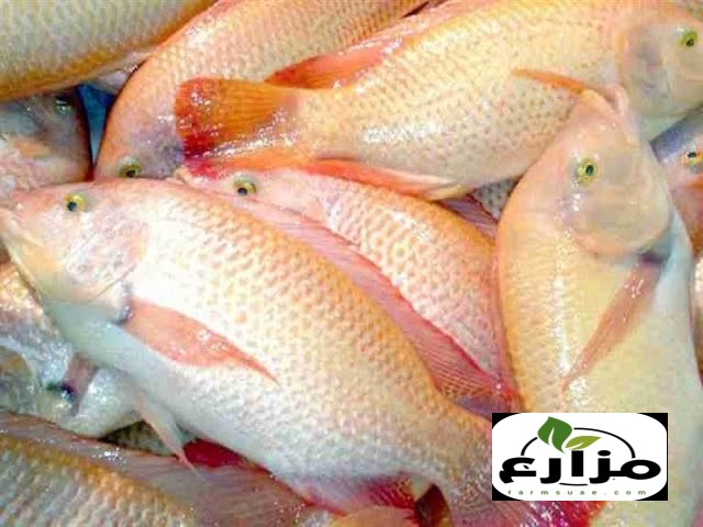 سمك البلطي والمرجان للبيع