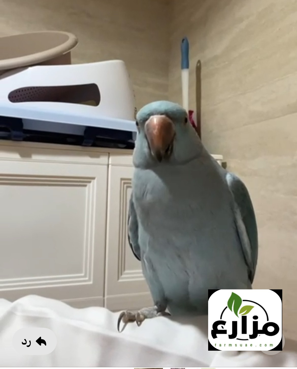 للبيع بغبغاء الدره اليف لون مميز