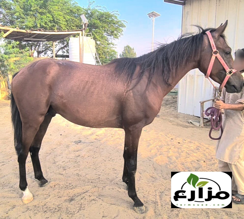 فحل فلات ريس