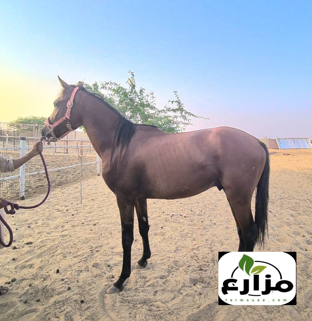 فحل فلات ريس