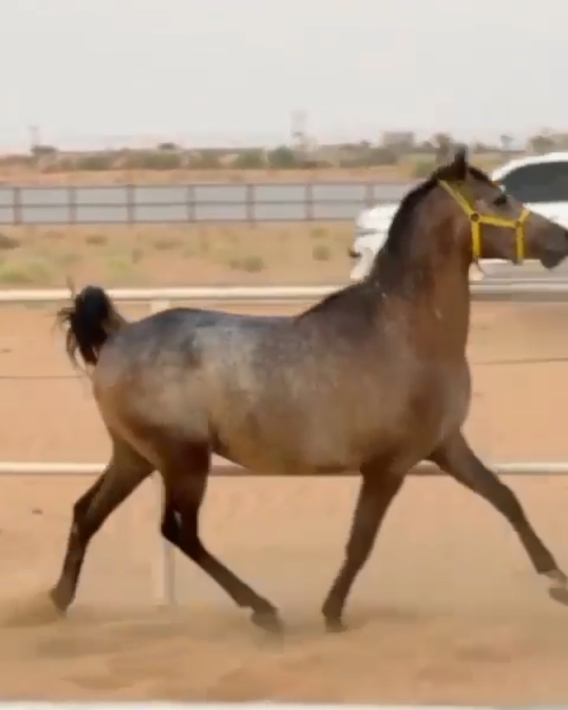 فحل عربي ب 3000 درهم