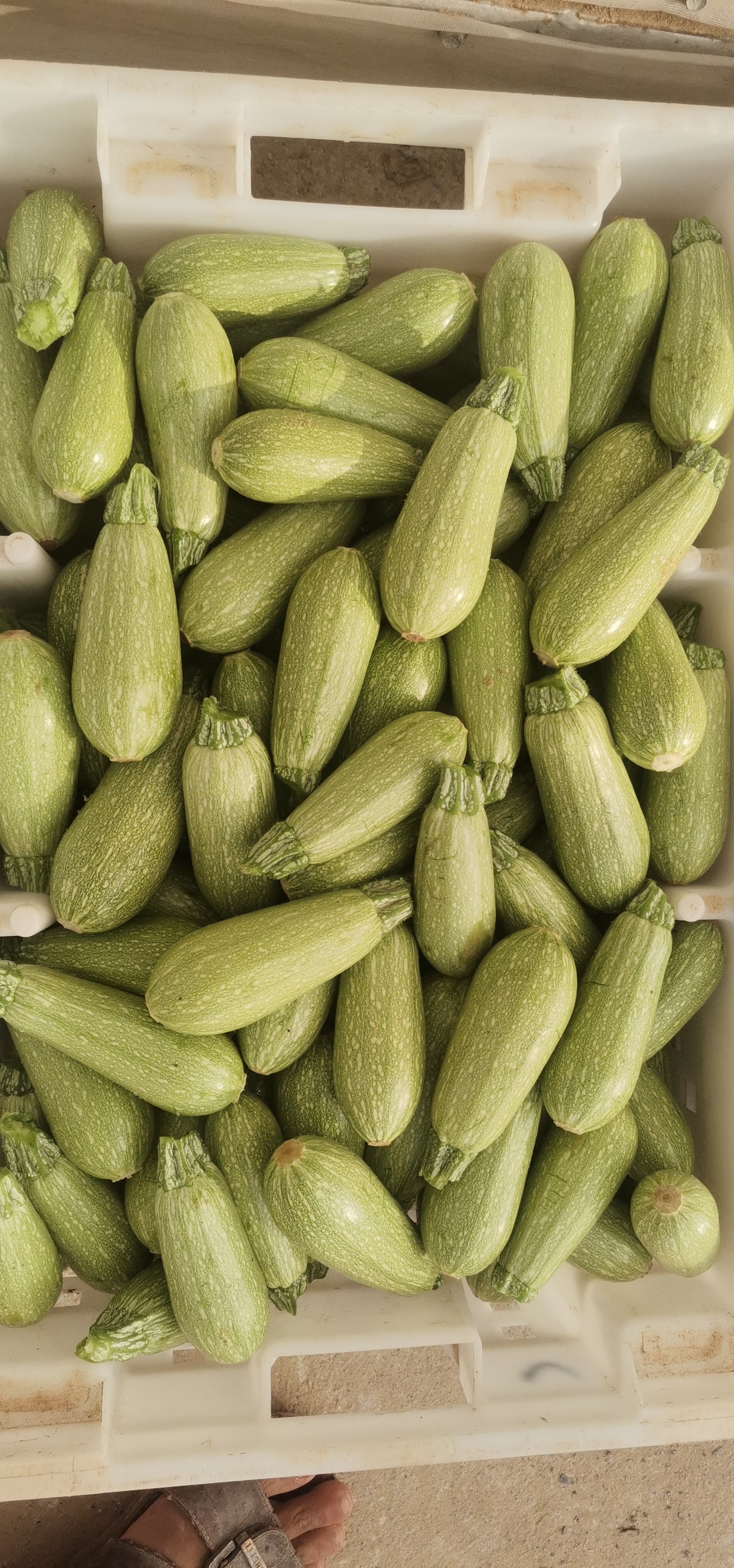 اجود انواع الخضروات طماطم 🍅 خيار 🥒 كوسا فلفل 🌶 مزارعابو ظبي منطقة الغربيه ليوا