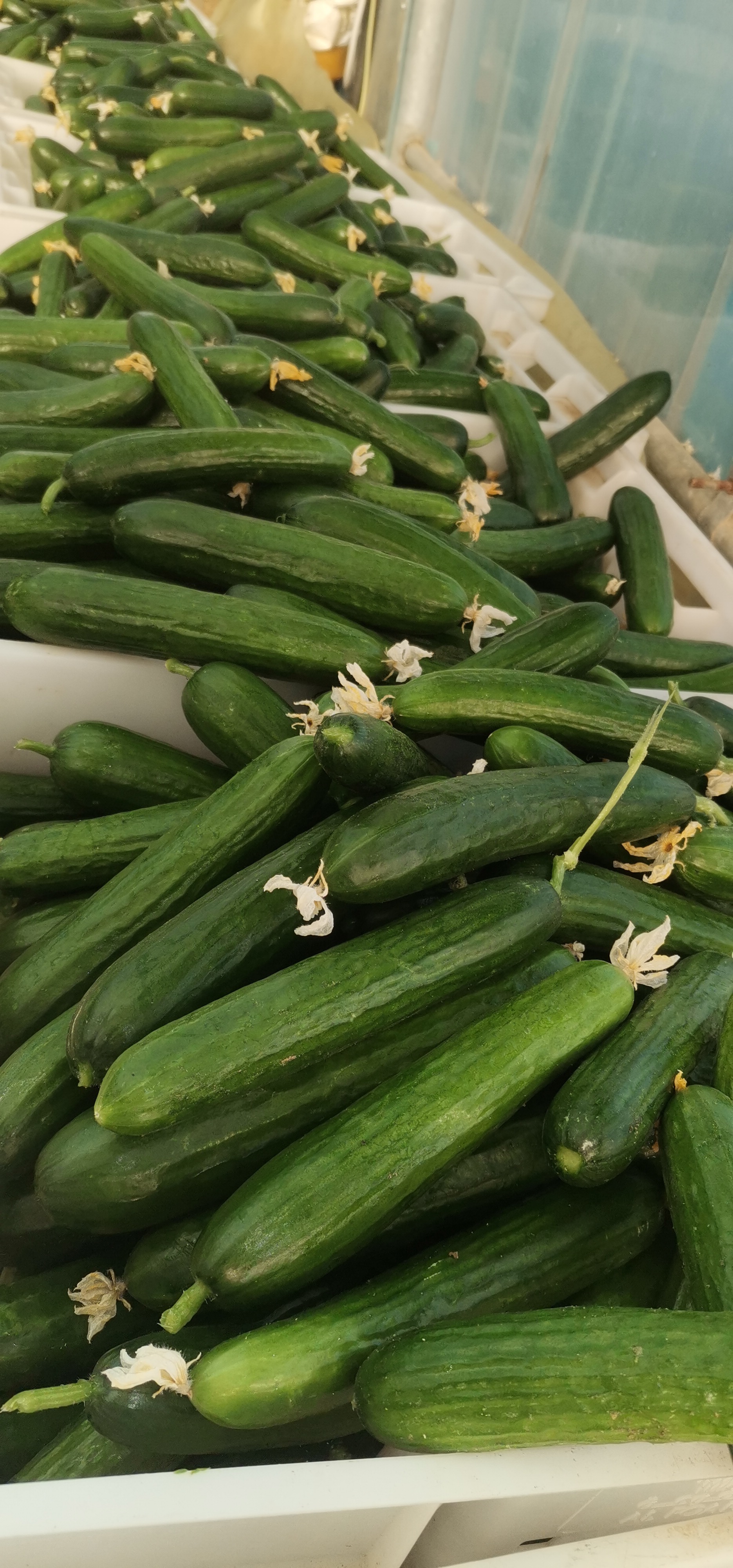 اجود انواع الخضروات طماطم 🍅 خيار 🥒 كوسا فلفل 🌶 مزارعابو ظبي منطقة الغربيه ليوا