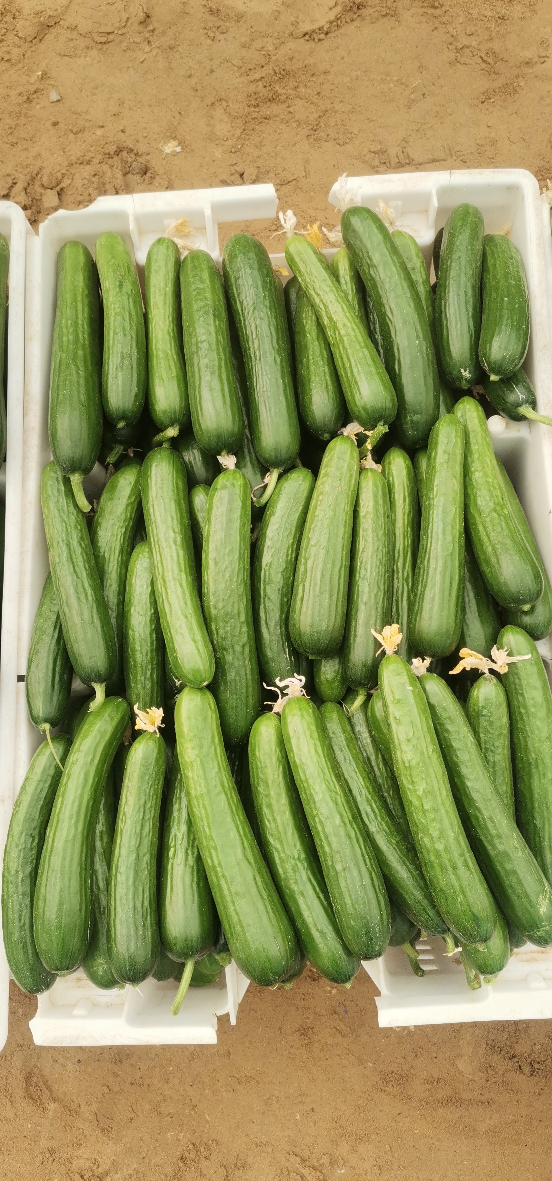 اجود انواع الخضروات طماطم 🍅 خيار 🥒 كوسا فلفل 🌶 مزارعابو ظبي منطقة الغربيه ليوا