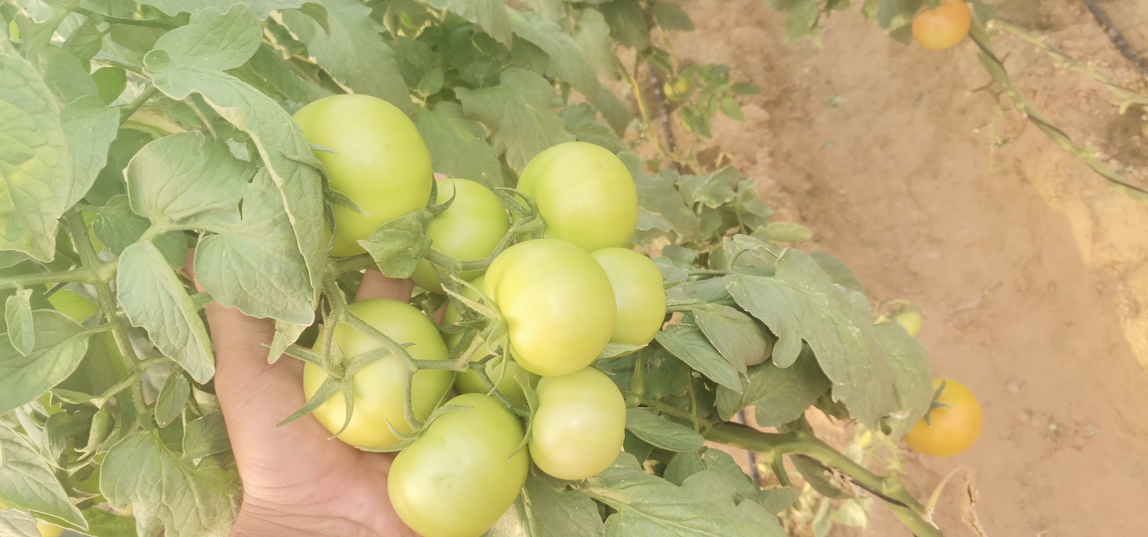 اجود انواع الخضروات طماطم 🍅 خيار 🥒 كوسا فلفل 🌶 مزارعابو ظبي منطقة الغربيه ليوا