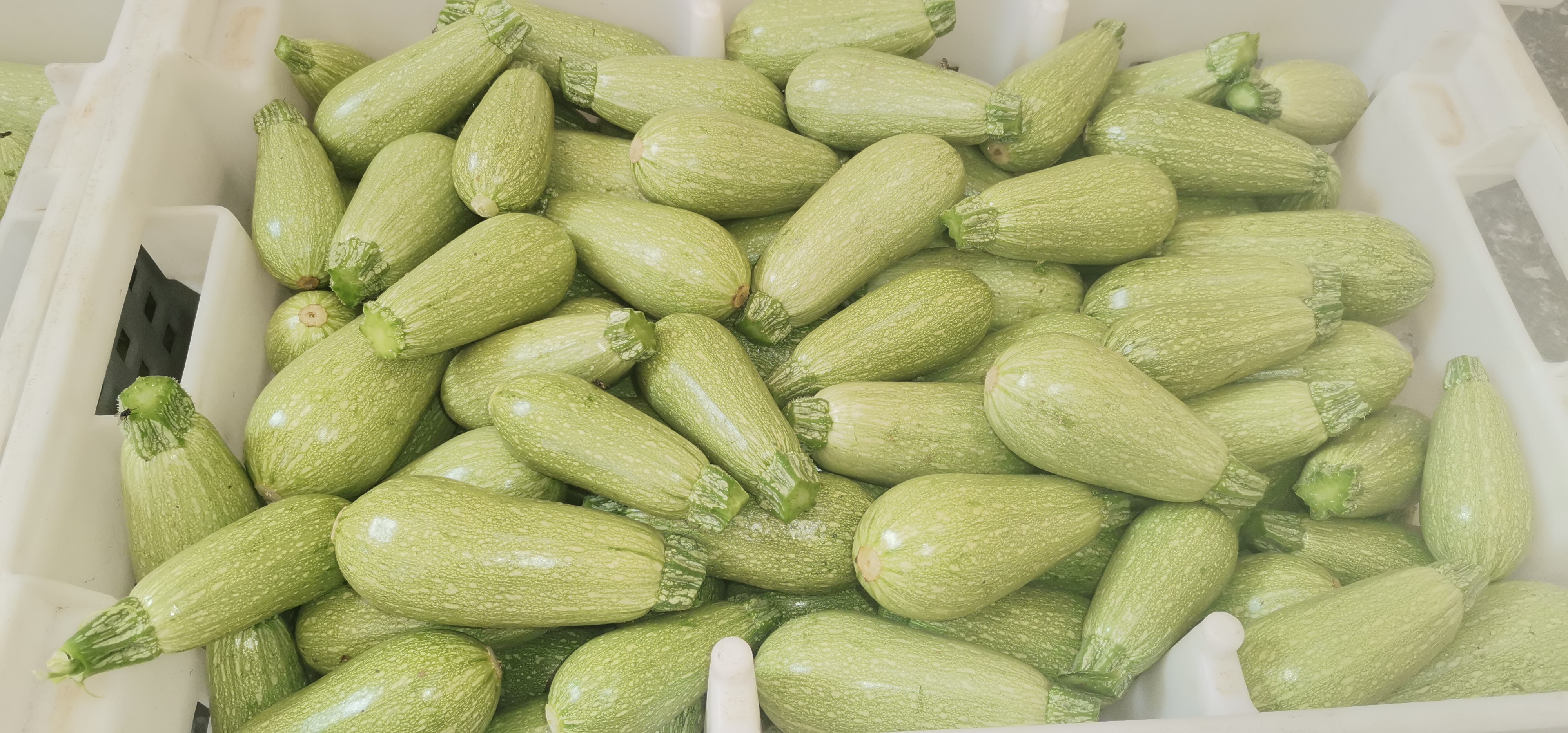 اجود انواع الخضروات طماطم 🍅 خيار 🥒 كوسا فلفل 🌶 مزارعابو ظبي منطقة الغربيه ليوا