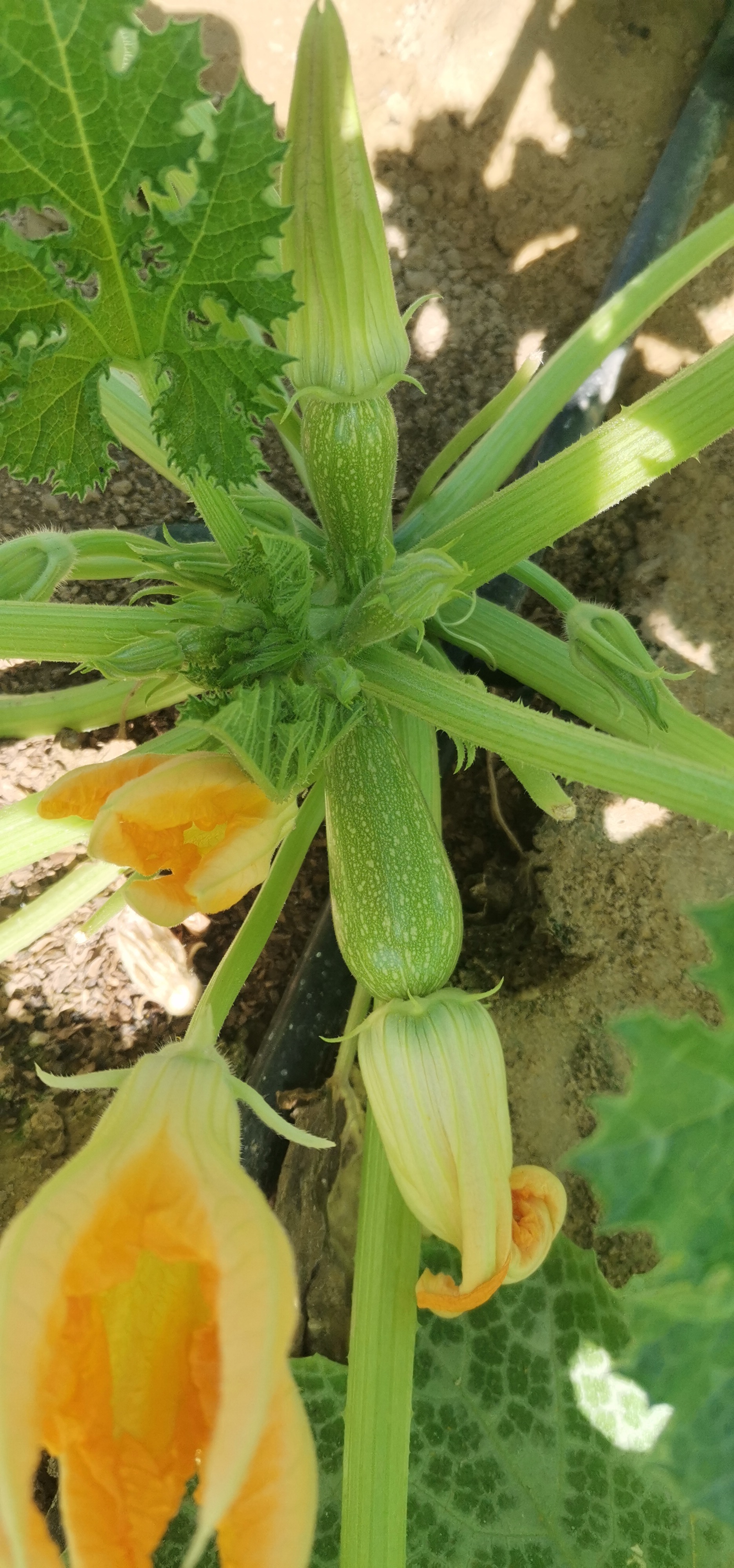 اجود انواع الخضروات طماطم 🍅 خيار 🥒 كوسا فلفل 🌶 مزارعابو ظبي منطقة الغربيه ليوا