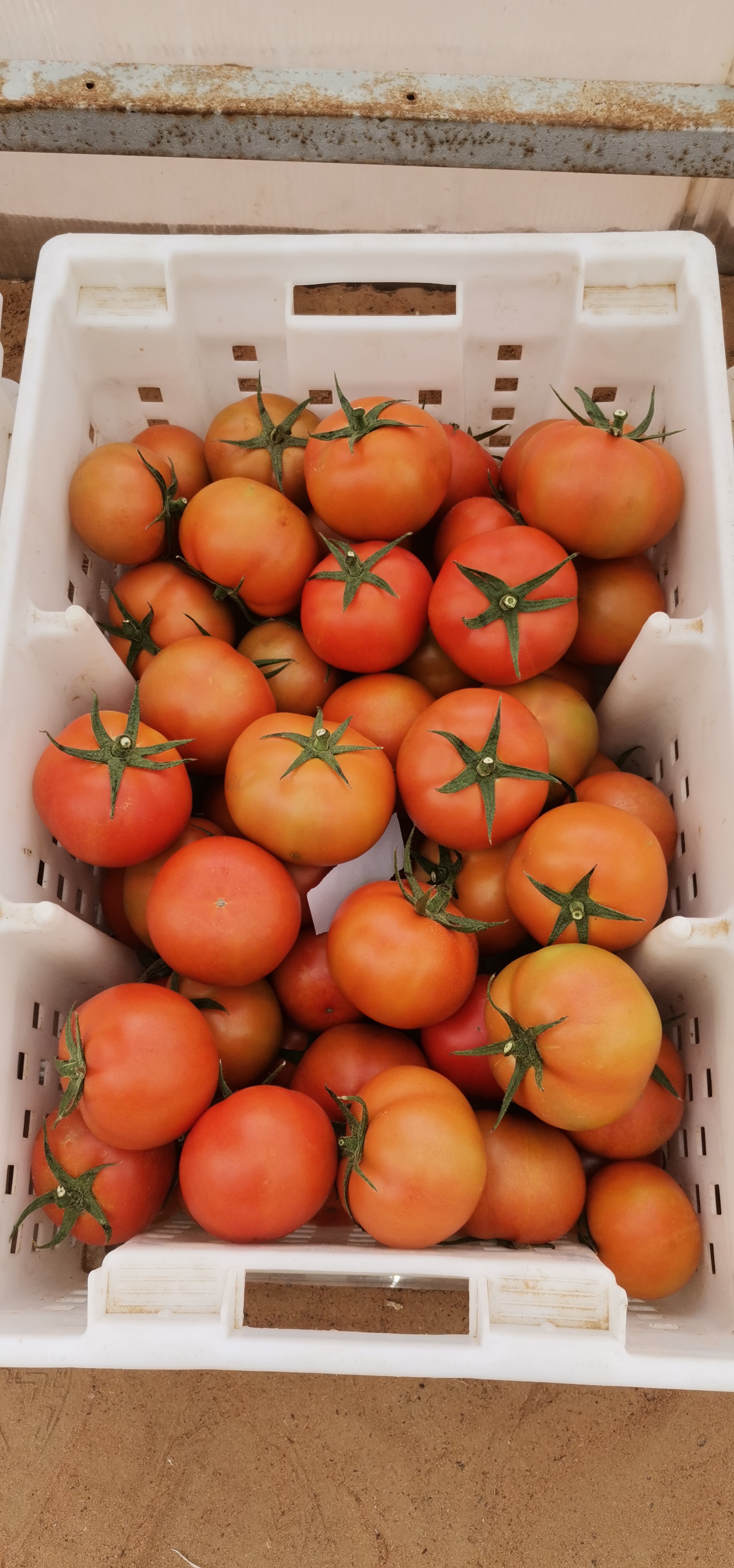 اجود انواع الخضروات طماطم 🍅 خيار 🥒 كوسا فلفل 🌶 مزارعابو ظبي منطقة الغربيه ليوا