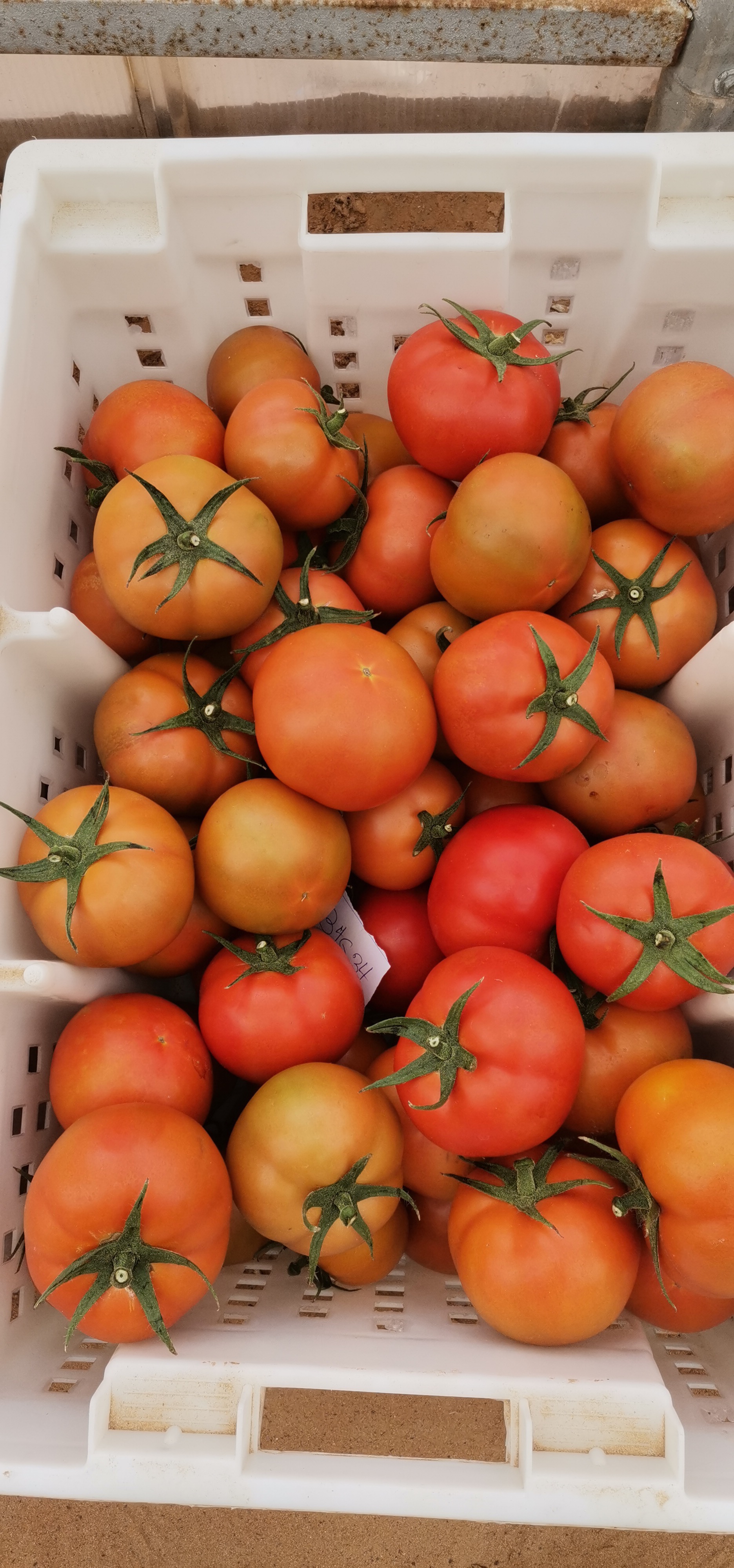 اجود انواع الخضروات طماطم 🍅 خيار 🥒 كوسا فلفل 🌶 مزارعابو ظبي منطقة الغربيه ليوا