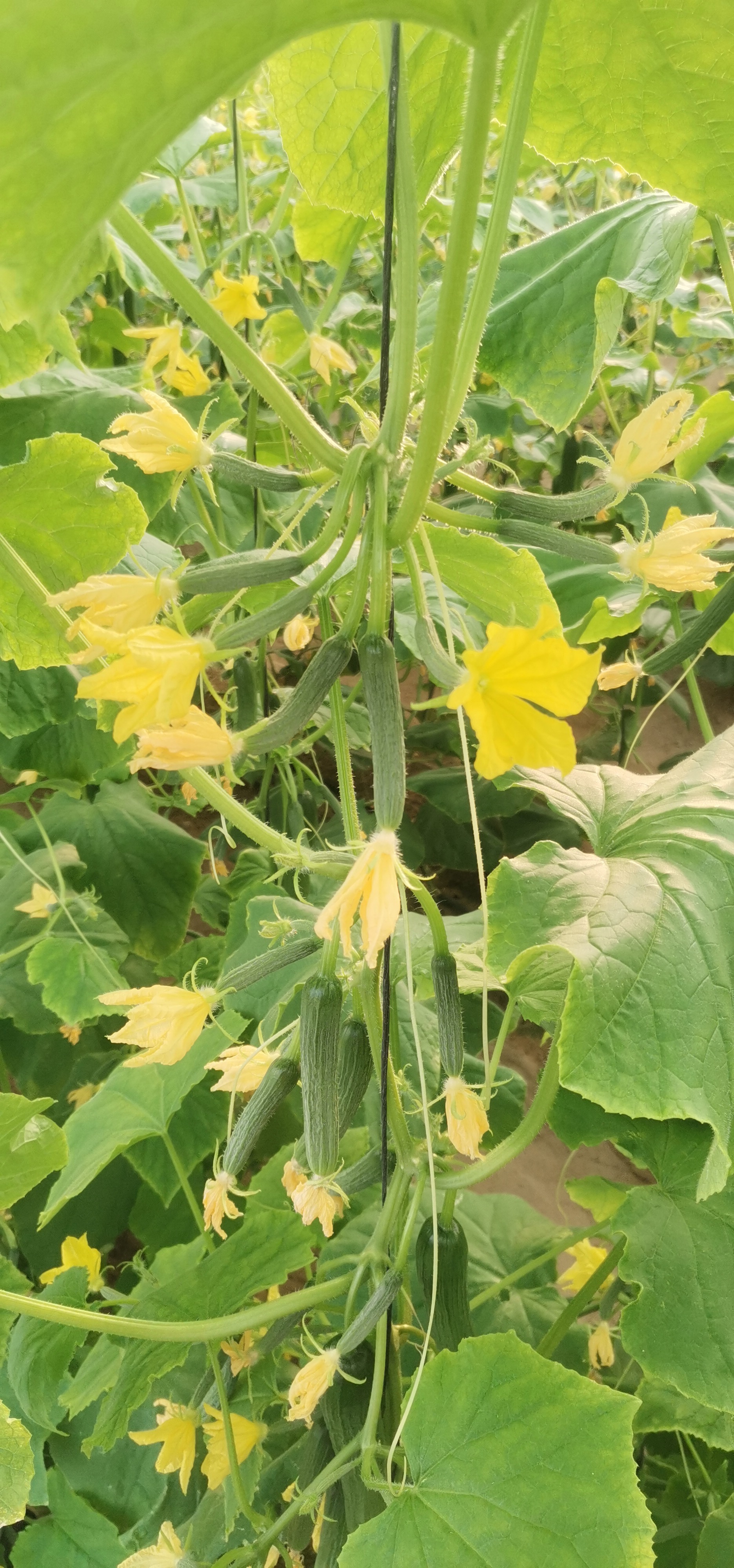 اجود انواع الخضروات طماطم 🍅 خيار 🥒 كوسا فلفل 🌶 مزارعابو ظبي منطقة الغربيه ليوا