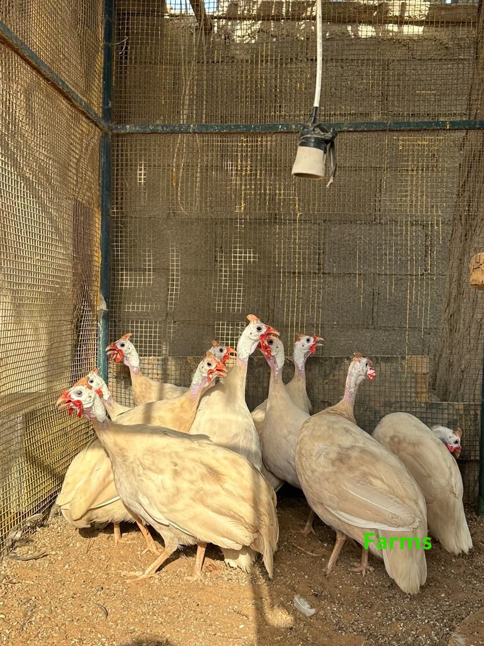 خيبر اللون الكريمي النادر