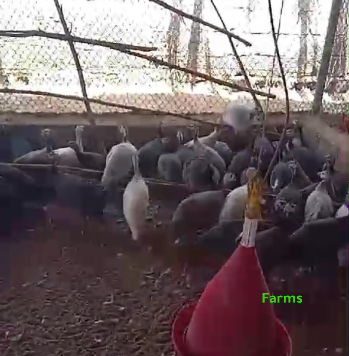 خيبر للبيع ب 25 درهم