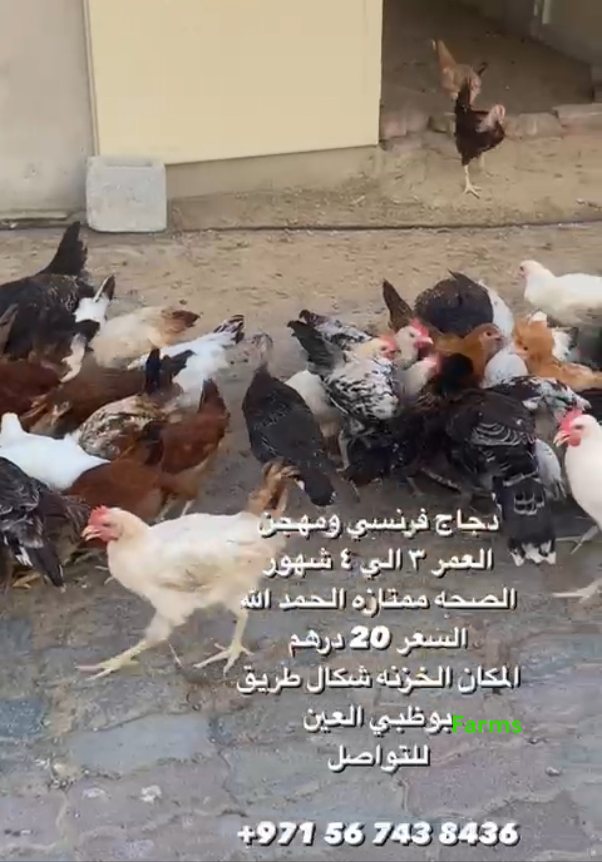 دجاج فرنسي ومهجن