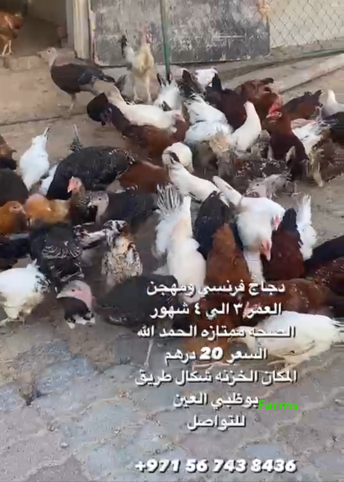 دجاج فرنسي ومهجن