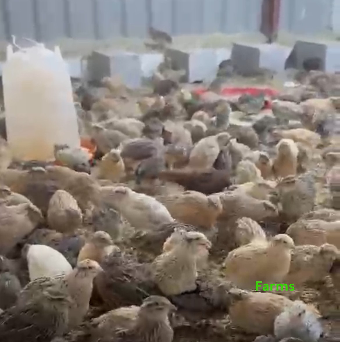 فري سمان ب 3 دراهم