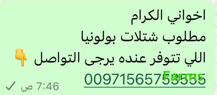 مطلوب شتلات بولونيا