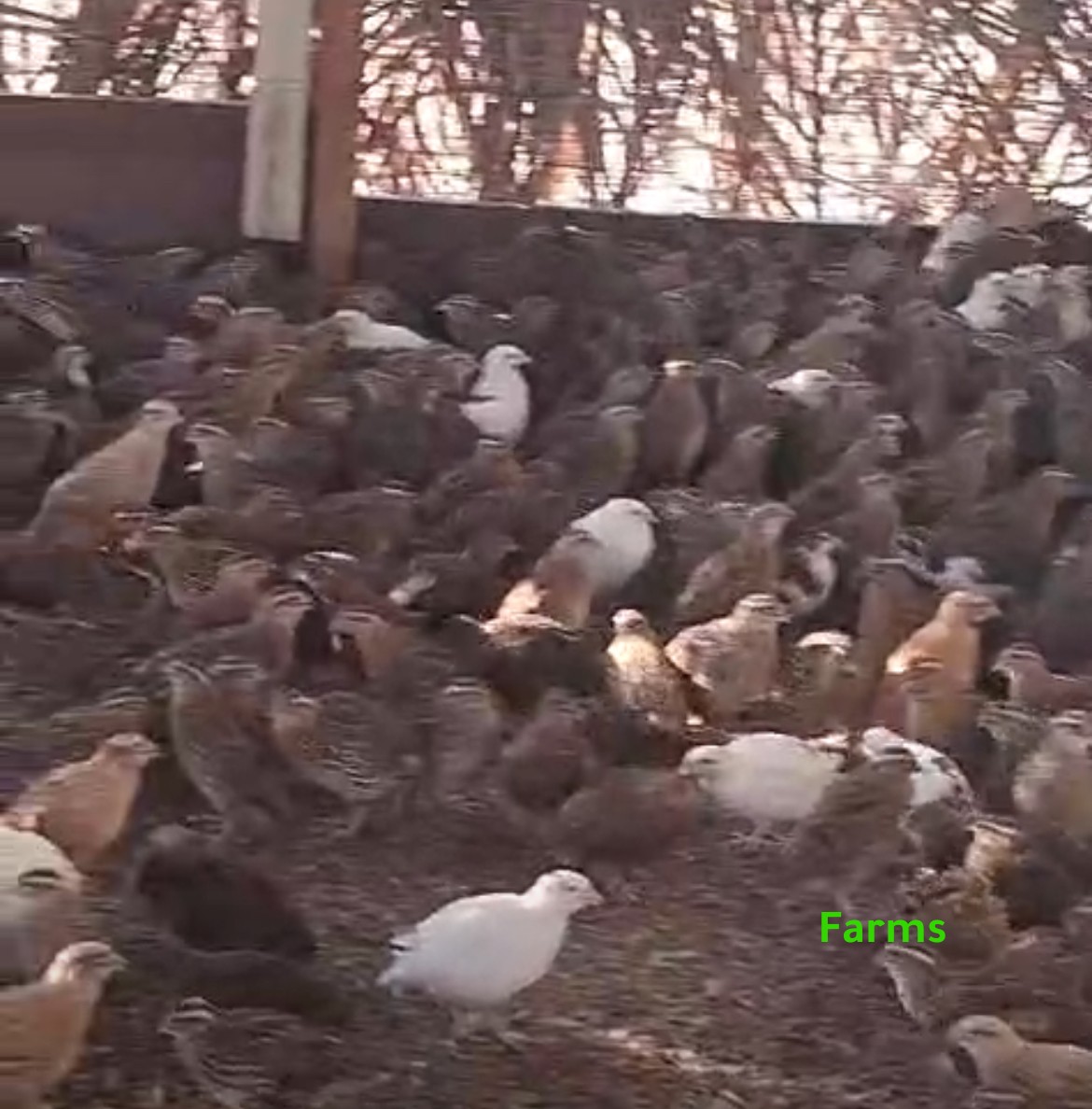 فري سمان للبيع