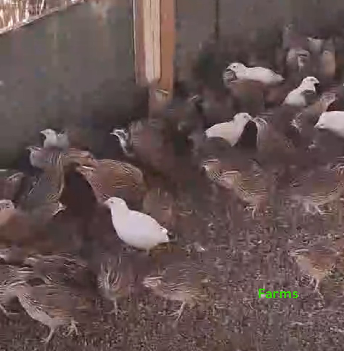 فري سمان للبيع