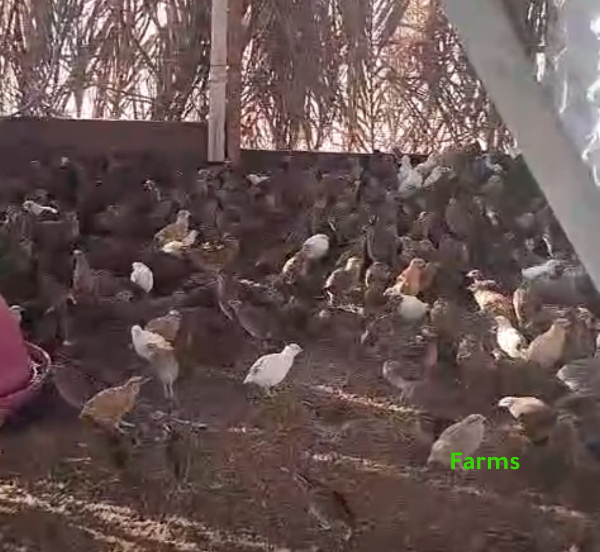 فري سمان للبيع