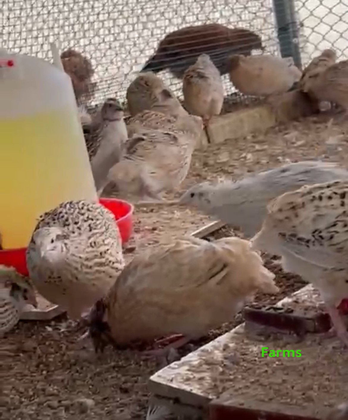 فري منتج ب 3.5 درهم في الختم