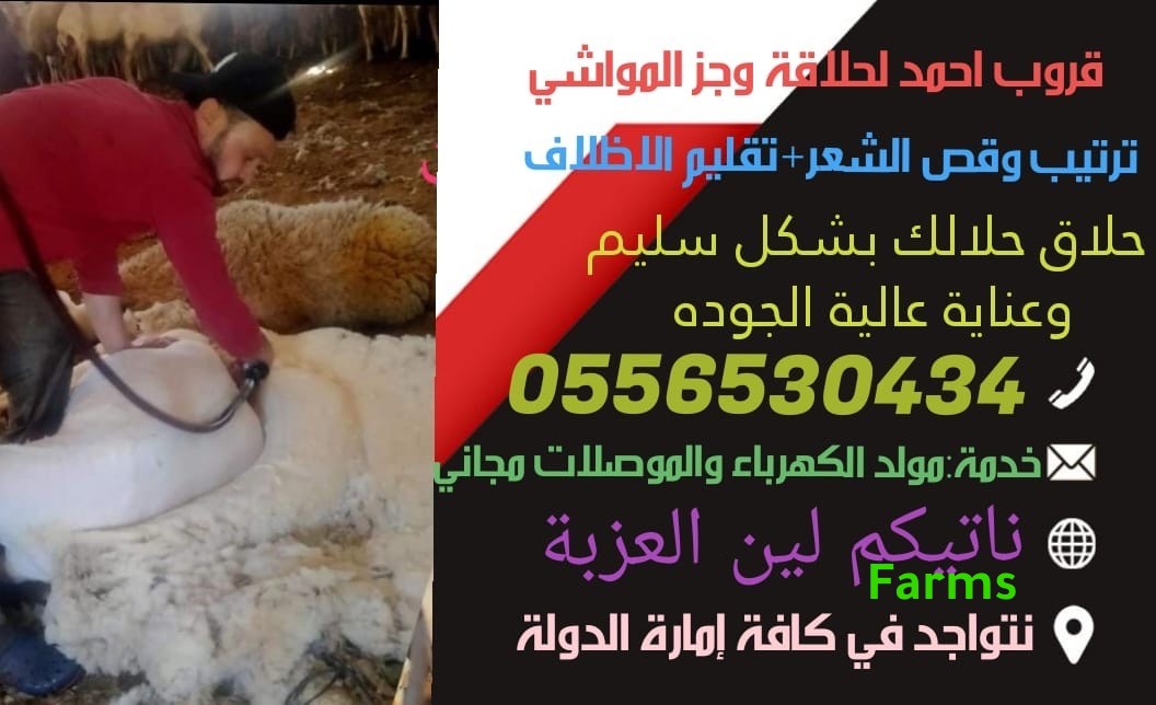 حلاق وجز صوف الاغنام