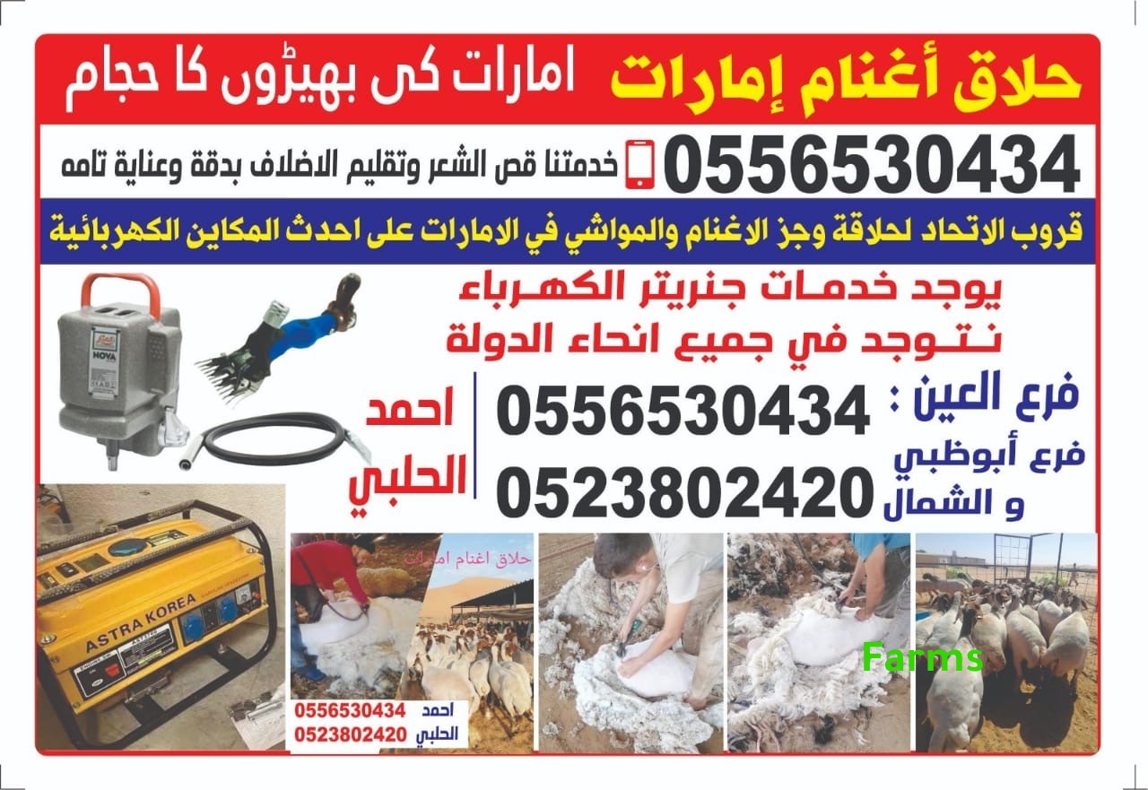 حلاق وجز صوف الاغنام