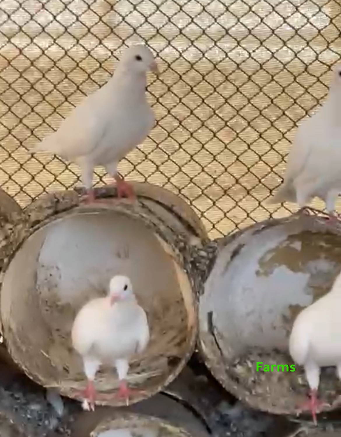 حمام لاحم للبيع