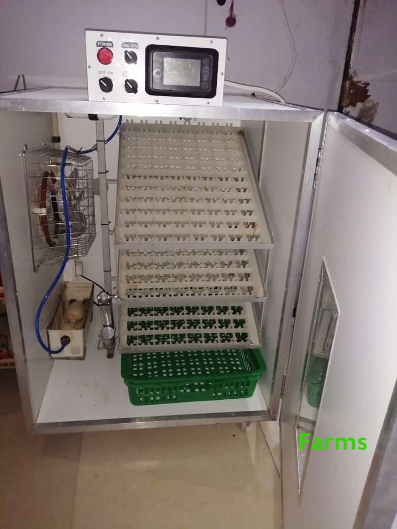 تم البيع فقاصه الروضه 264 بيضه مستعمله للبيع