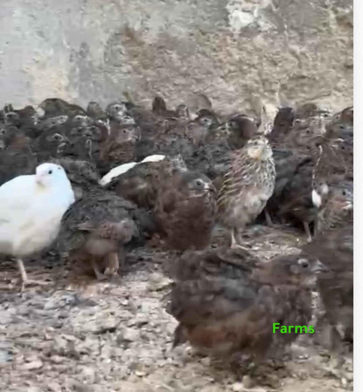 فري بدرهمين ونص 2.5 درهم في راس الخيمة