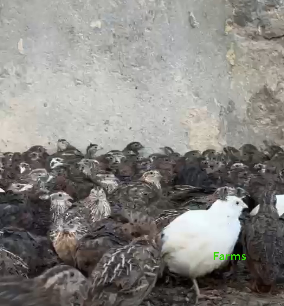 فري بدرهمين ونص 2.5 درهم في راس الخيمة