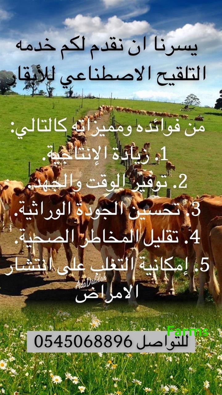 تلقيح اصطناعي للابقار