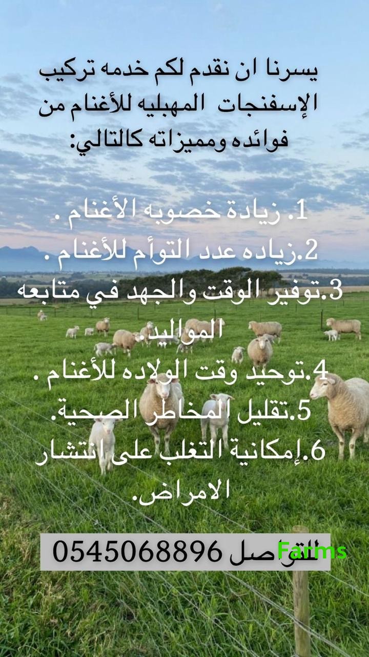 تركيب الاسفنجه المهبليه للاغنام