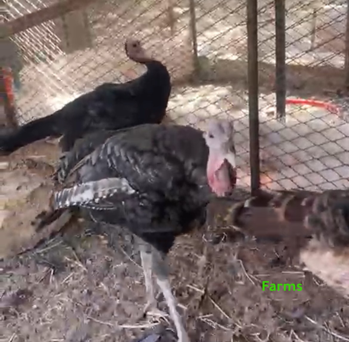 رومي طقم 2 اناثي وذكر