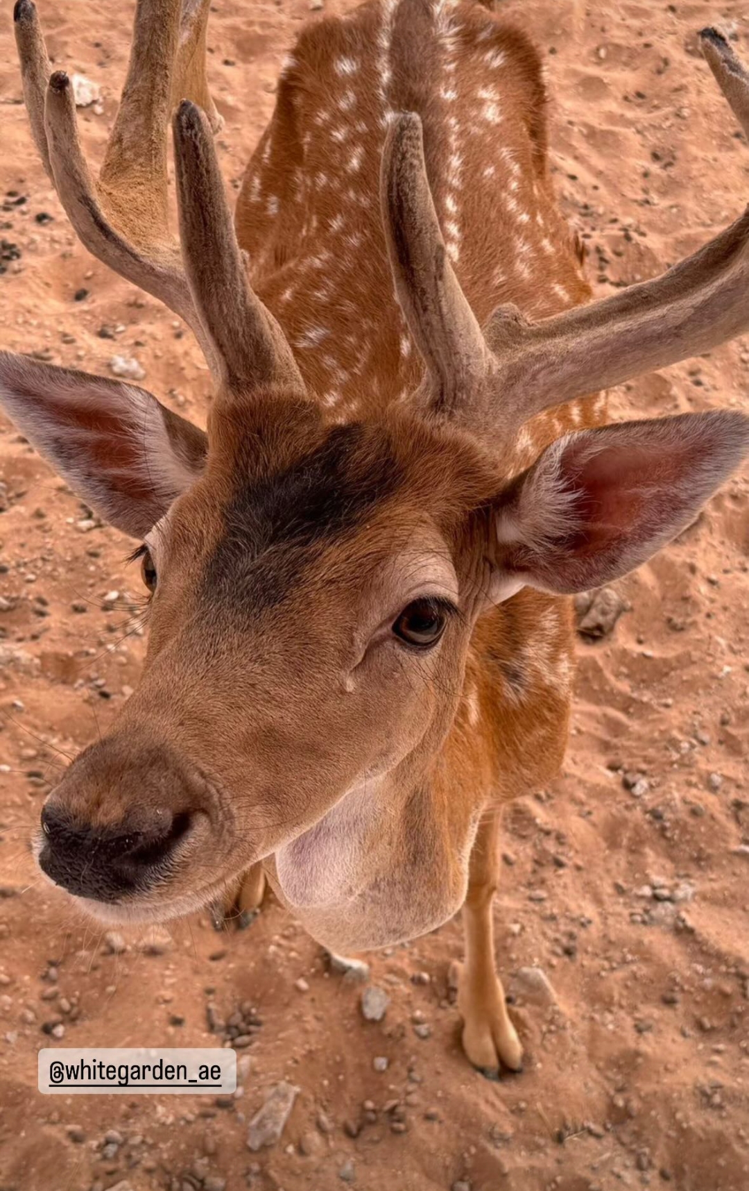 استراحه وايت جاردن