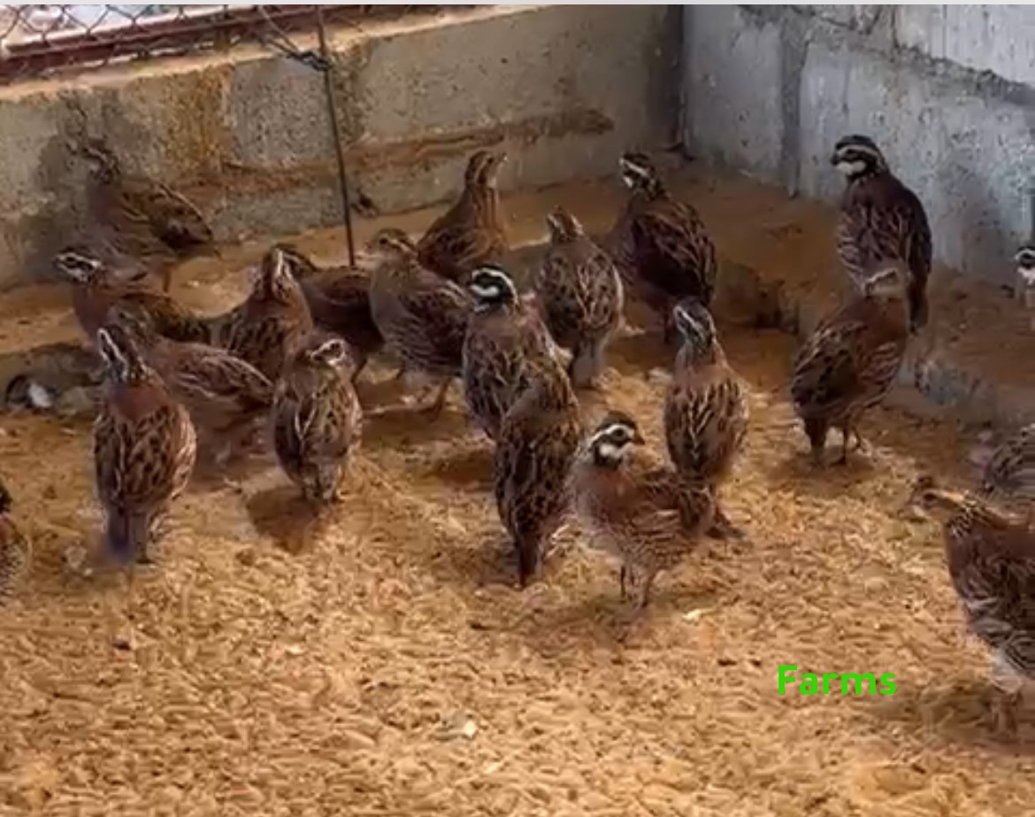 فري السمان الامريكي