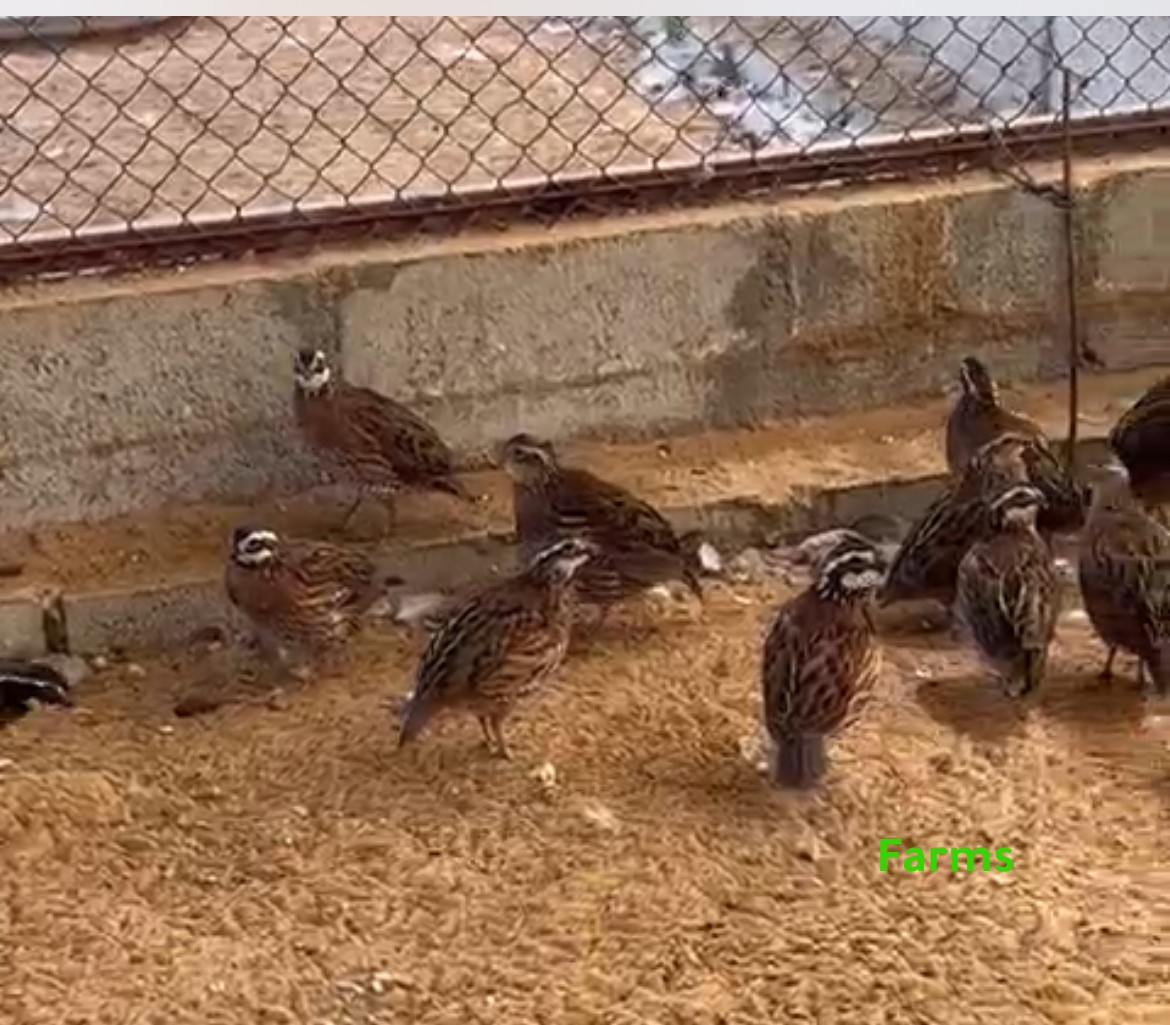 فري السمان الامريكي