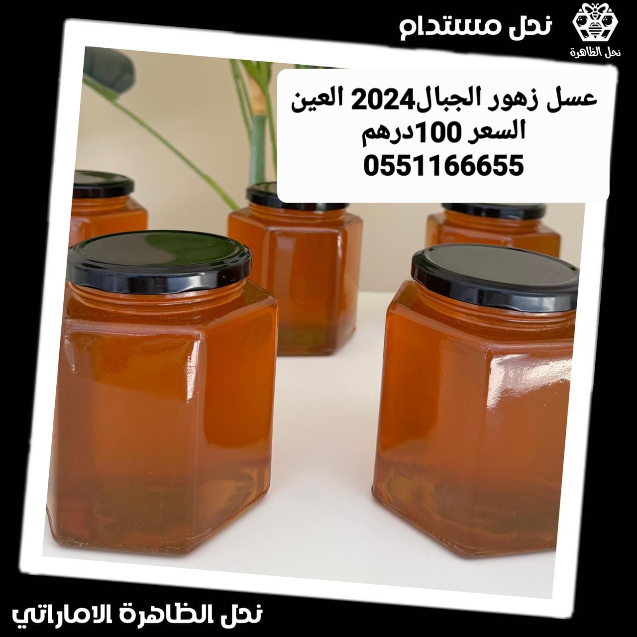 بيع  عسل نحل طبيعي إماراتي   و بيع نحل إماراتي  و بيع ملكات وطرود نحل إماراتي