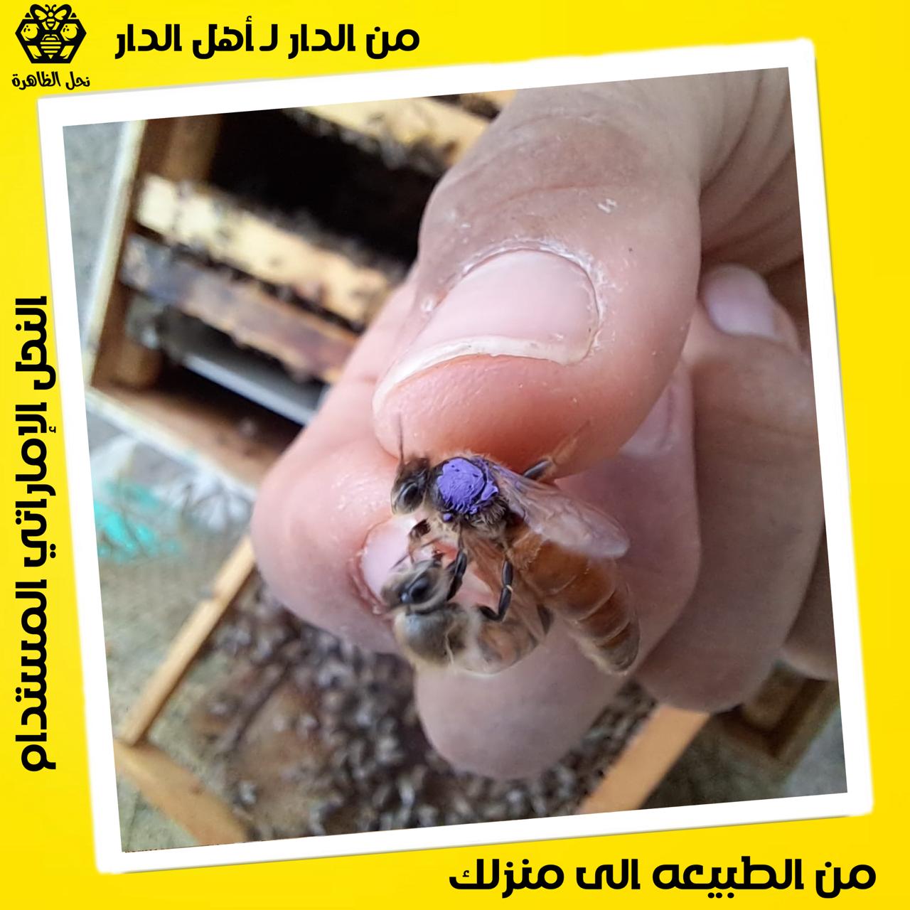 بيع عسل  و نحل إماراتي  و ملكات النحل الإماراتي