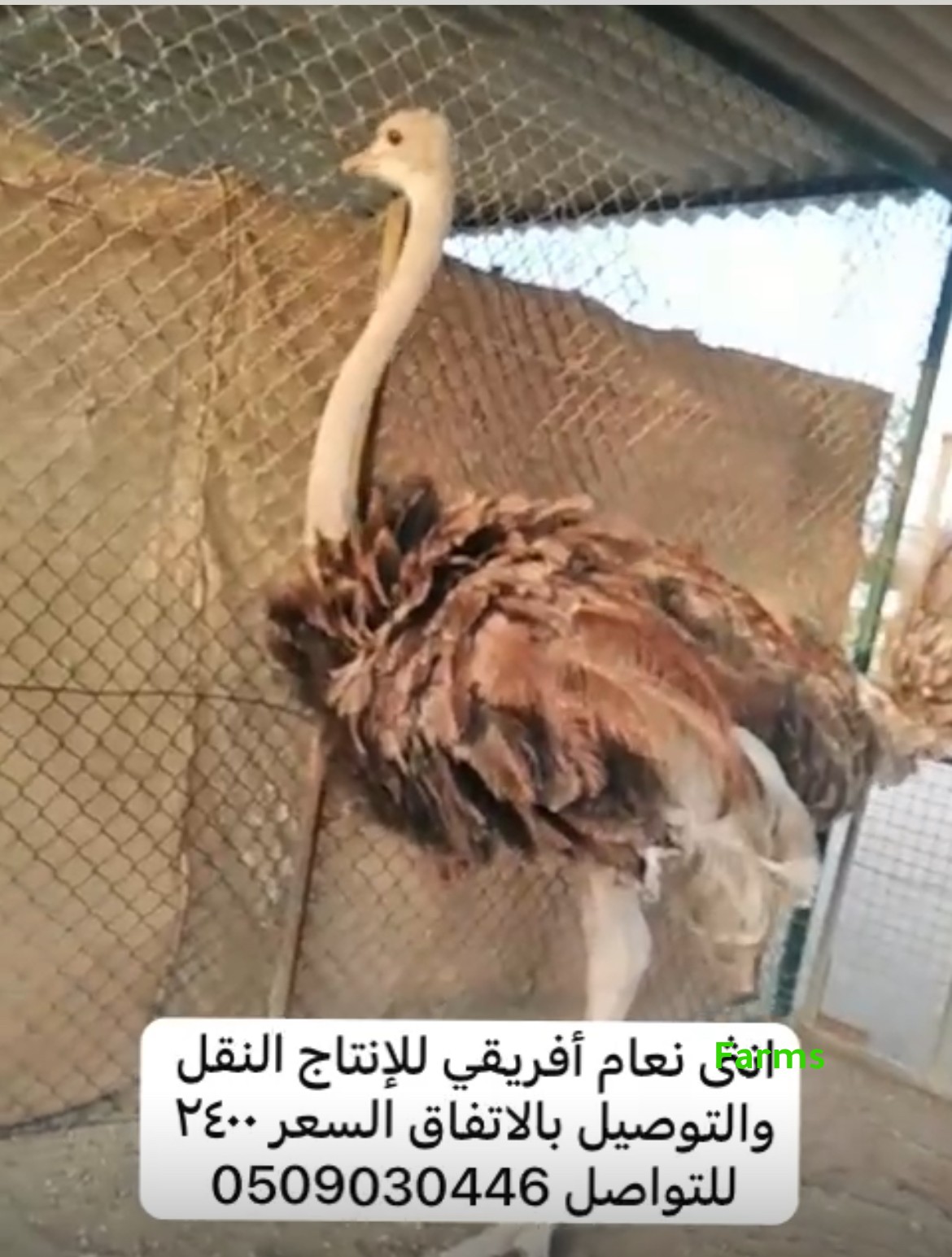 انثى نعام افريقي