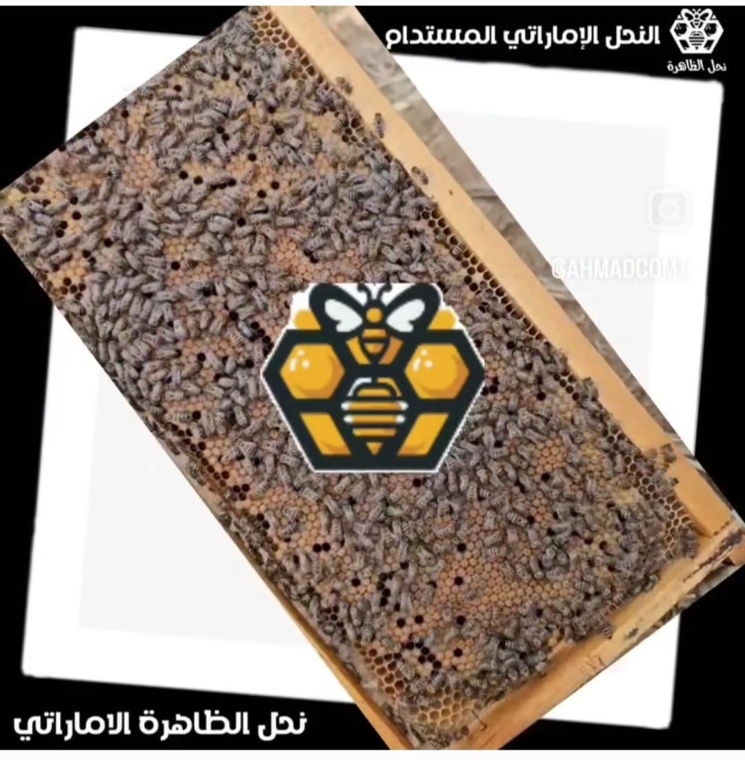بيع نحل إماراتي  و عسل  و ملكات النحل