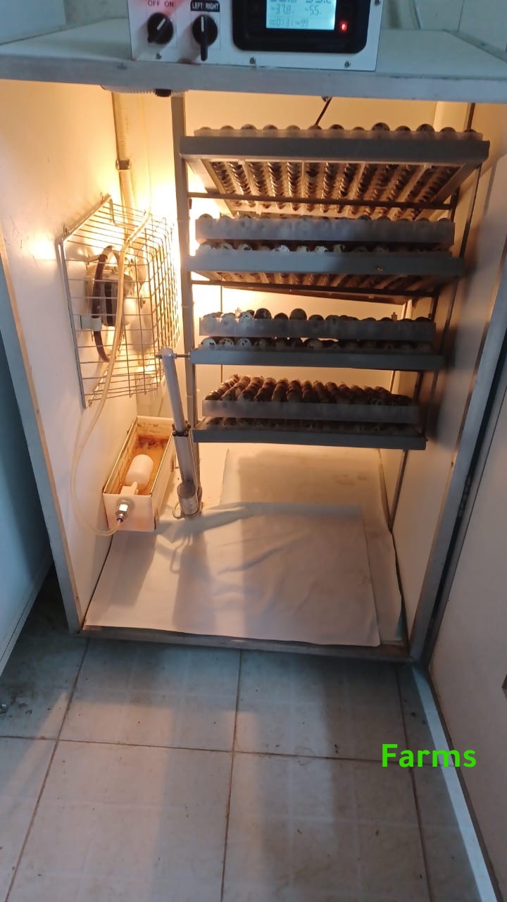 للبيع 4 فقاسات الروضه