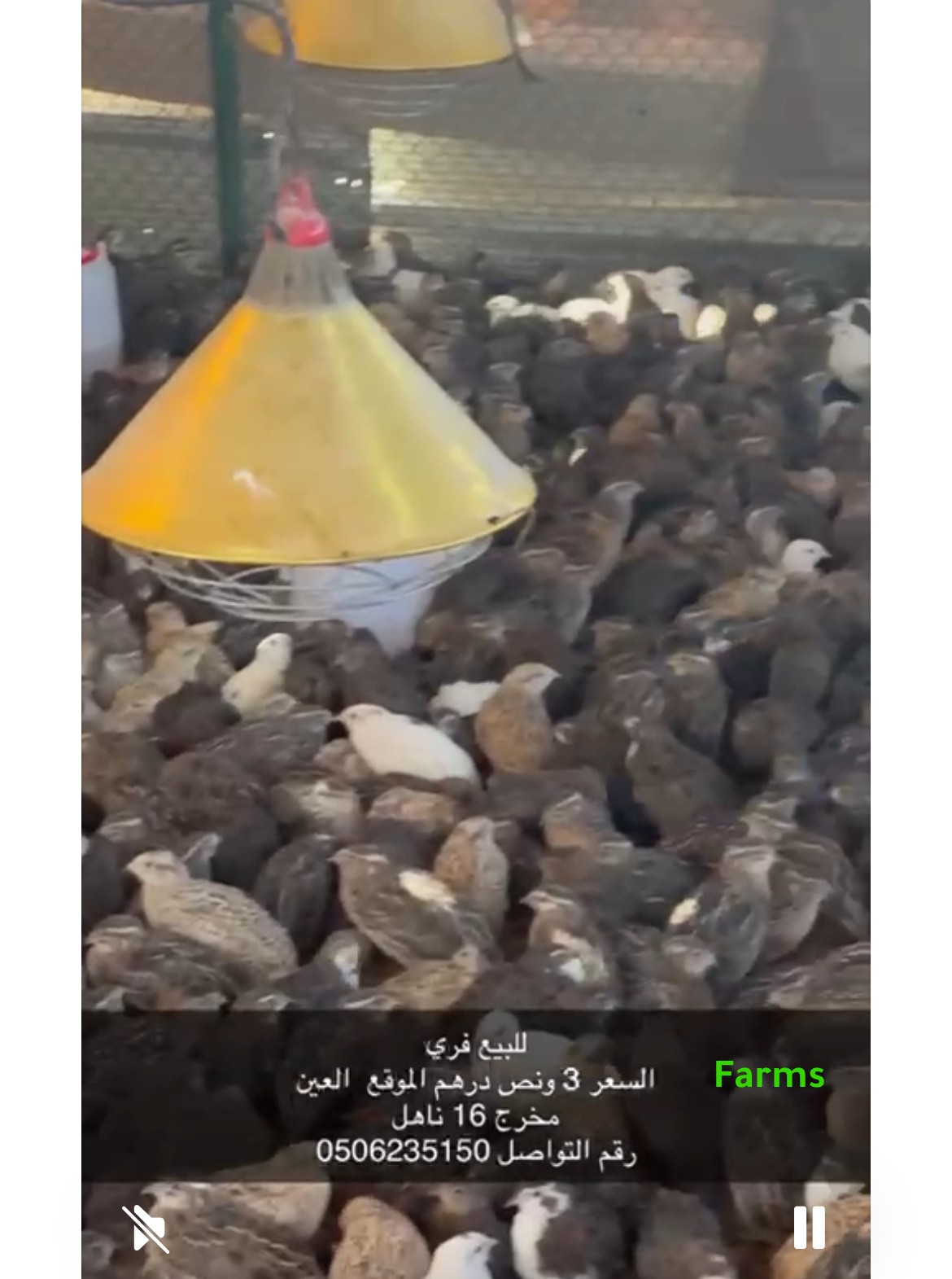 فري سمان ب 3.5 درهم