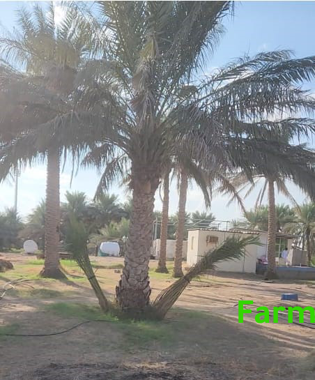 تمر : لولو-خلاص-بومعان-فرض-خنيزي