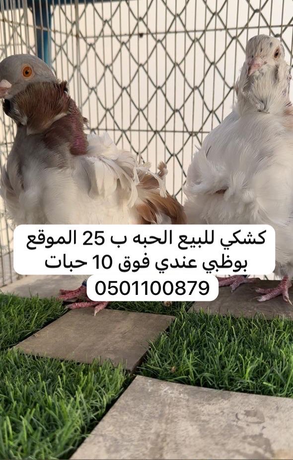 كشكي للبيع الحبه ب 25