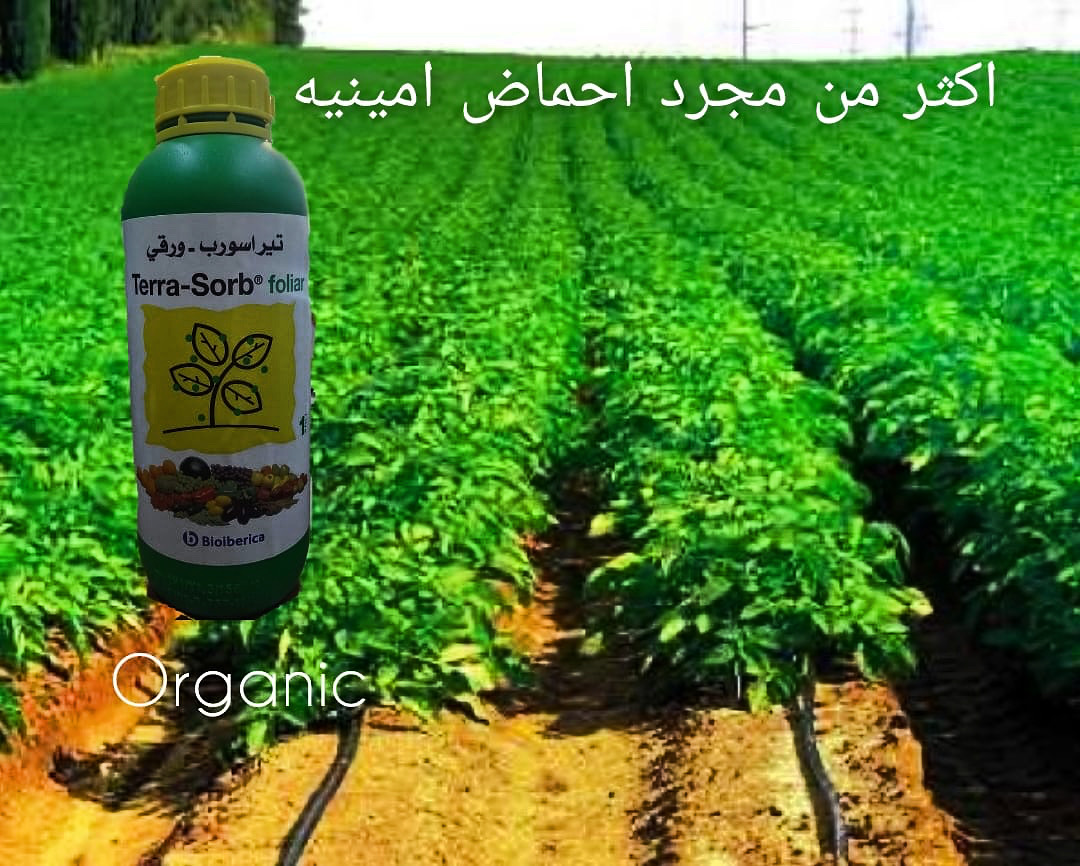 احماض أمينيه عضوى اسبانى