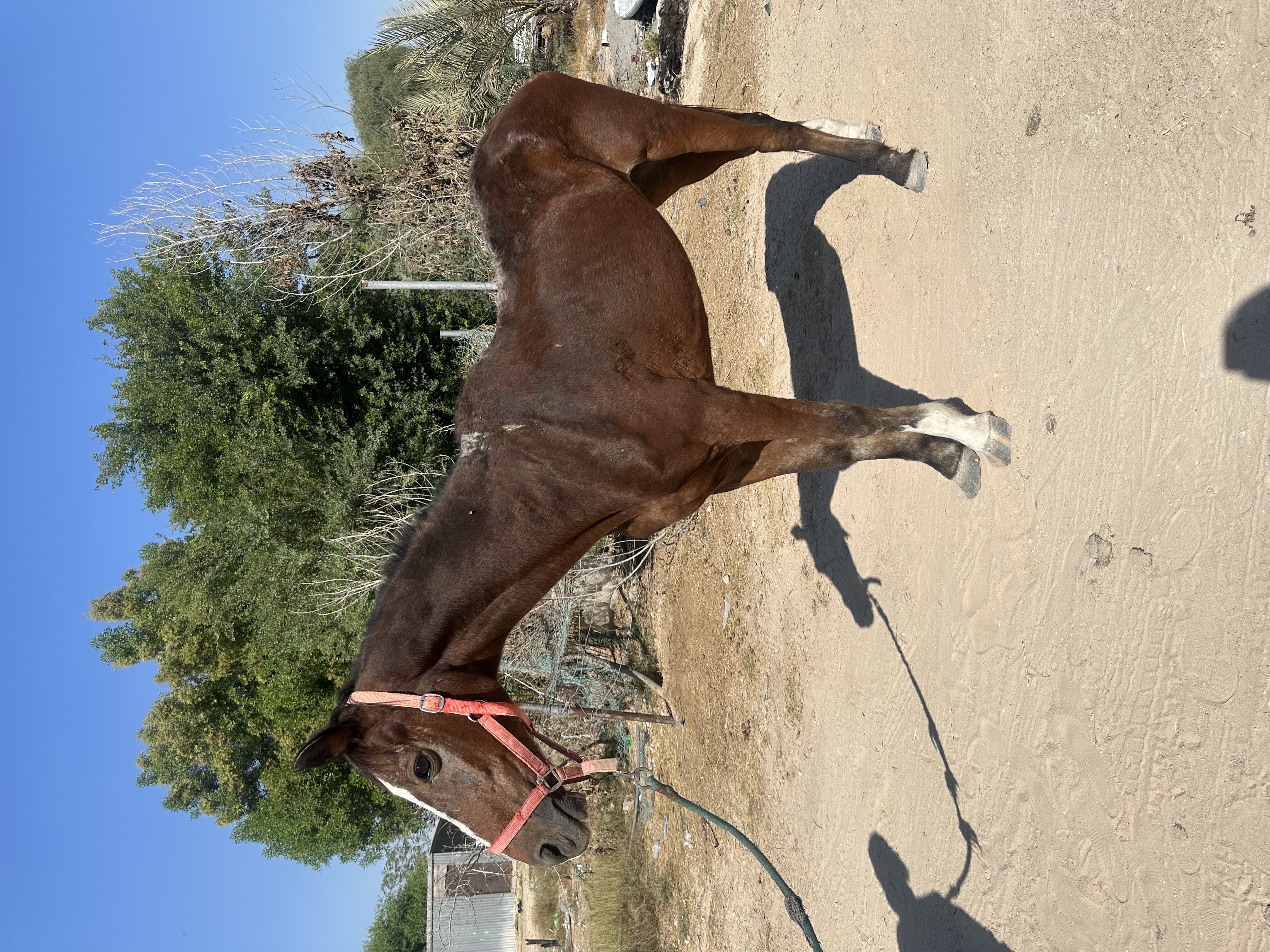 للبيع حصان يصلح للطفال هادي جداً