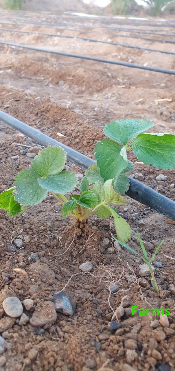 شتل فراوله صنف امريكي